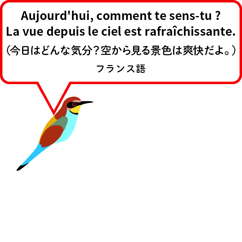 ヨーロッパハチクイ