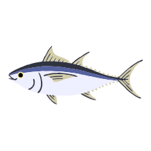 タイセイヨウクロマグロ